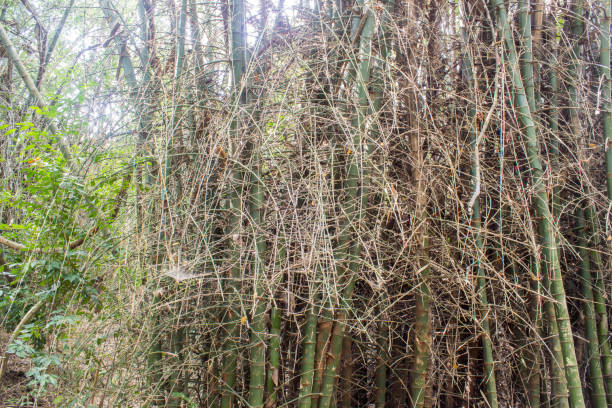 istock green bamboo forest in thailand 643043328