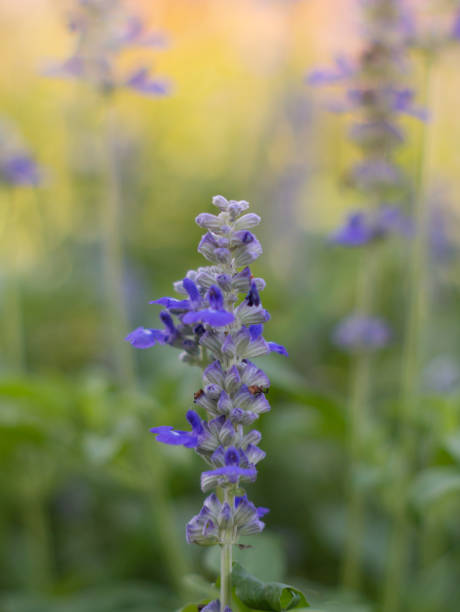 istock Blue Salvia in garden - blur background and select focus 643046184