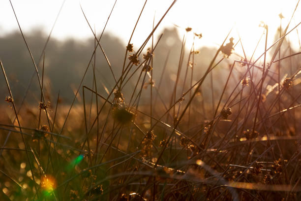 istock Thick stems of grass in golden sunlight 643046690