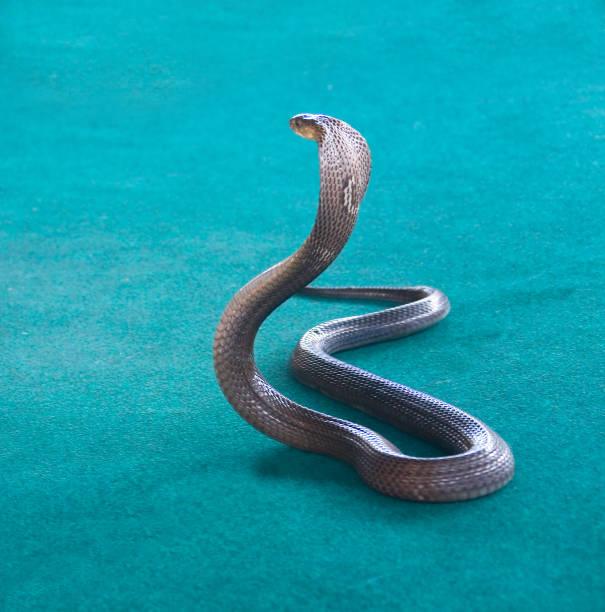 istock Cobra with an open hood. 643047260