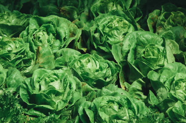 istock Close-up of green cabbages 643050538