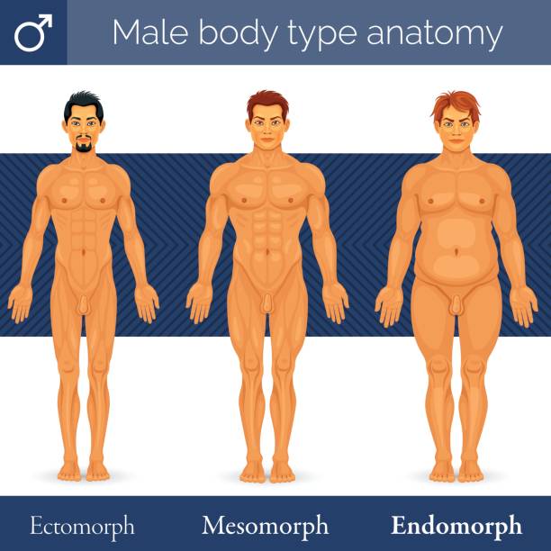 illustrazioni stock, clip art, cartoni animati e icone di tendenza di anatomia del tipo di corpo maschile - body building human muscle male body