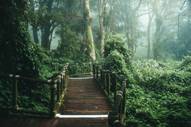 istock Rain forest in northern of Thailand 643050940