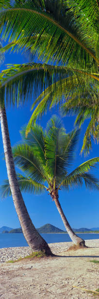 istock Clifton Beach in Carins, Queensland, Australia 643053712