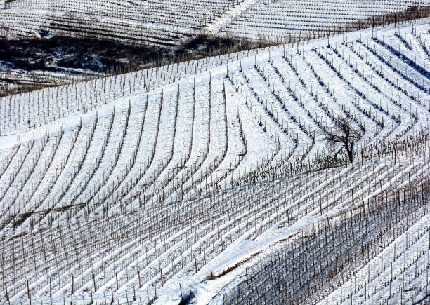 istock Snowy vineyards Langhe Piedmont Italy 643059754