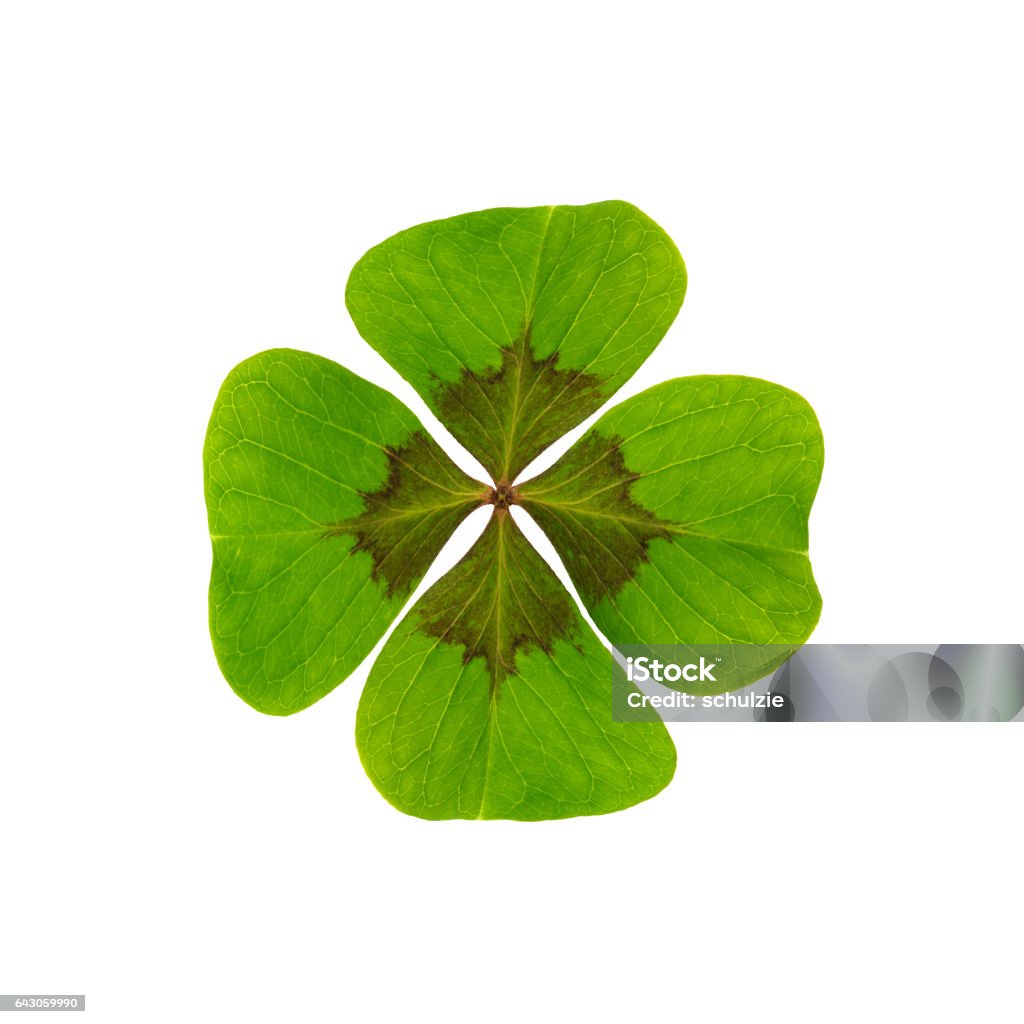 Feuille de trèfle - bonheur - Photo de En forme de trèfle à quatre feuilles libre de droits