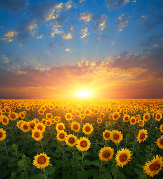 girassóis - flower sunflower field landscaped - fotografias e filmes do acervo