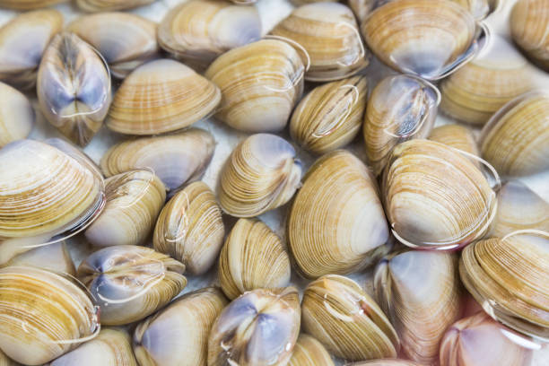 istock Shellfish such as clams are allergic to some people 643060812