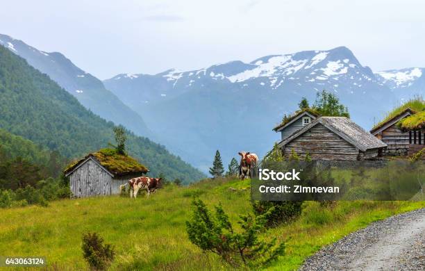 Mountain Pasture With Cows In Norway Stock Photo - Download Image Now - Norway, Cow, Nature
