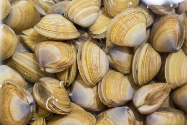 istock Shellfish such as clams are allergic to some people 643063318