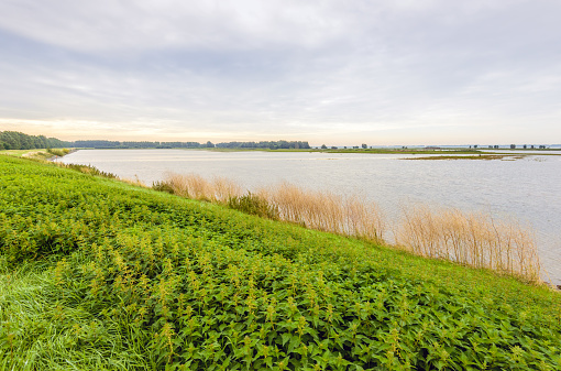 Blooming nettles on the bank of the water in a flooded Dutch nature reserve. It's a cloudy morning in the summer season.