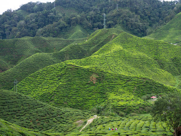 istock Tea plant at Cameron highlands, Malaysia 643073836