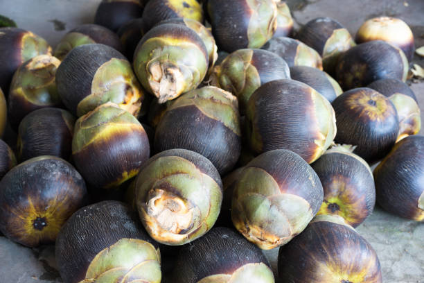 istock Asian Palmyra palm, Toddy palm, Sugar palm 643074646