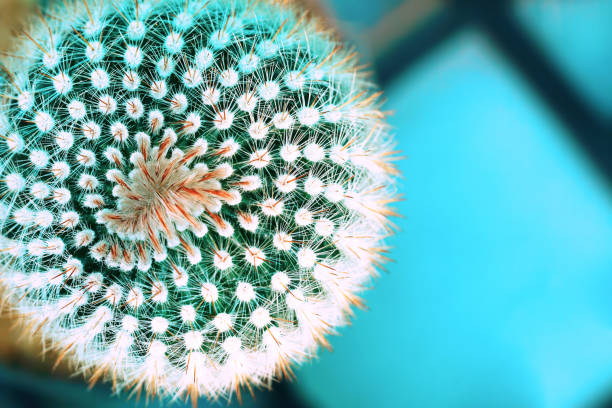 istock Close-up Cactus view from the top 643077020