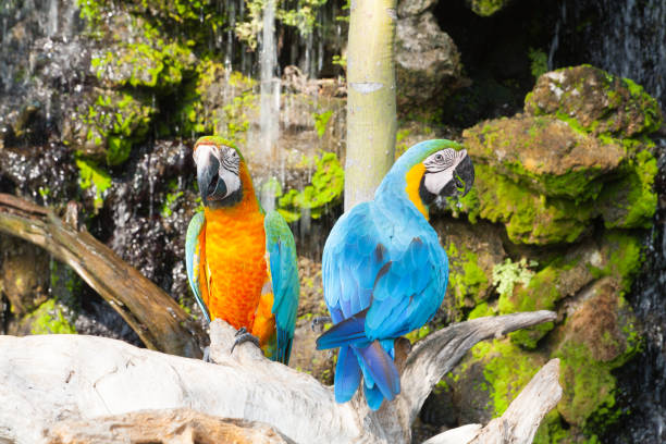 istock colourful parrot bird sitting on the perch 643077992