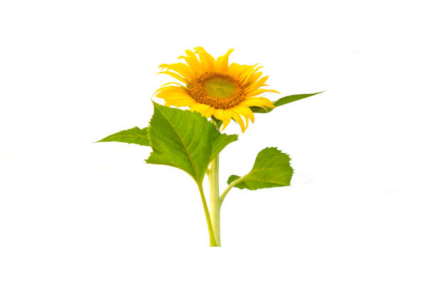 istock Helianthus annuus yellow  flower on white background. 643083414