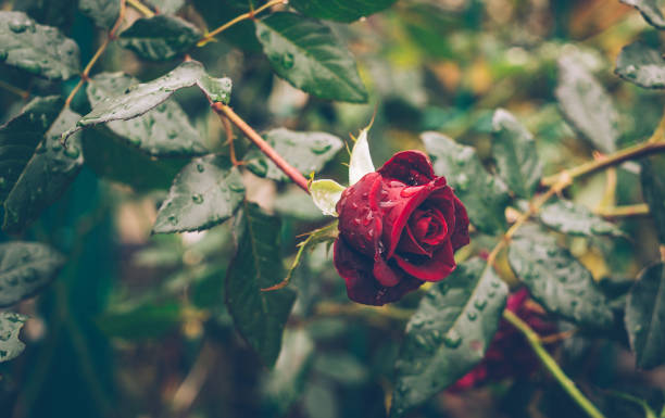 Garden after rain. Scenic bush of scarlet roses stock photo