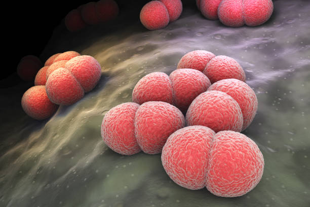 Neisseria meningitidis or meningococcus is a bacterium that can cause meningitis and other forms of meningococcal disease.