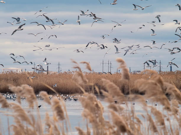 istock Ducks and gulls flying over the frozen lake 643090640
