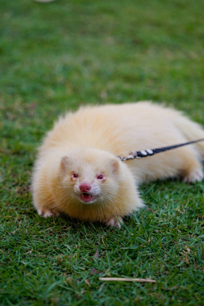 istock White Ferret crawling on the green grass in the park, 643097314