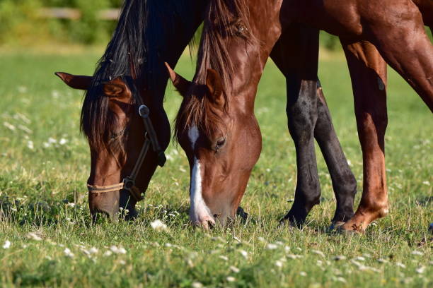 istock pasture of horses 643100978