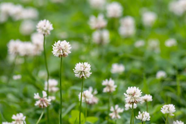istock closeup blossoming clover for a natural background 643103958