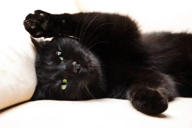 Photo of black cat portrait