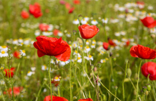 istock Poppy flowers isolated on green 643107128