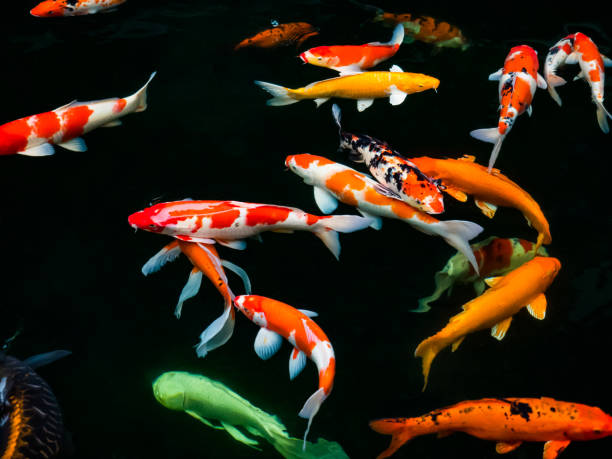 istock Beautiful colorful fancy carp fish 643109446