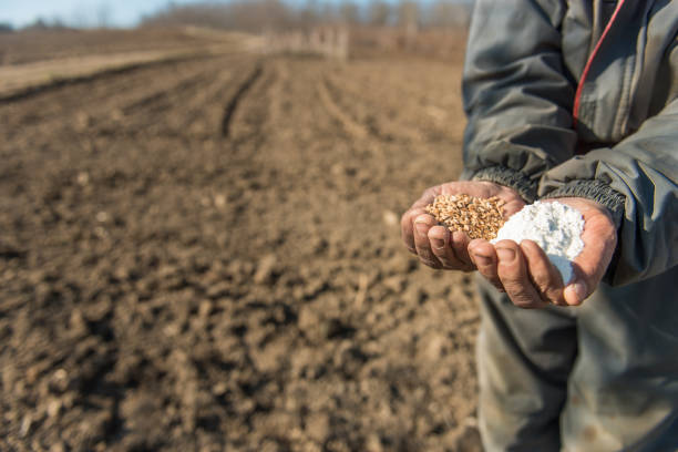 istock Mature Man holding wheat grain and flour in his hands 643109826