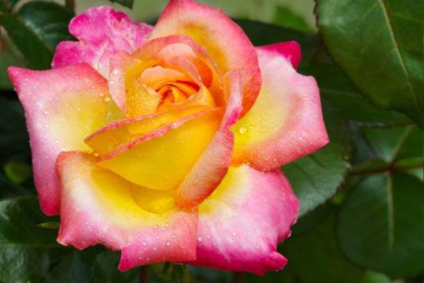 istock Yellow with pink edge noble rose. Macro shot 643109988