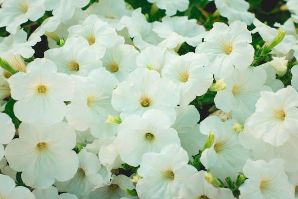 istock Beautiful white Petunias (Petunia hybrida) in garden soft focus 643113214
