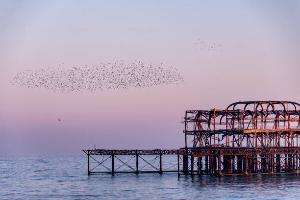 istock Flock of Starlings over Brighton Pier Ruins 643119358