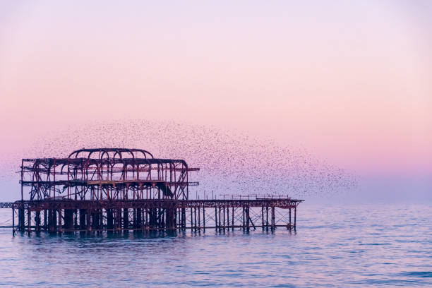 istock Flock of Starlings over Brighton West Pier Ruins 643120134