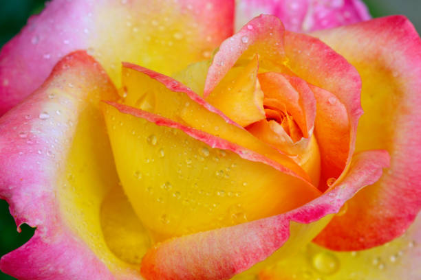 istock Yellow with pink edge noble rose. Macro shot 643123506