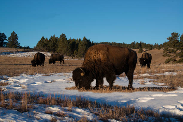 istock Bison grazing in snowy meadow 643129932
