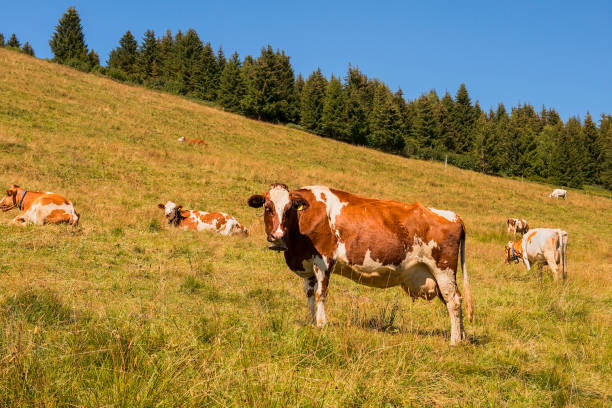 istock cows in Alps, Switzerland 643130528