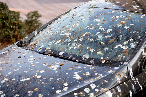 Bird droppings on black car