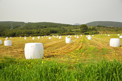 Several silage bales on a field