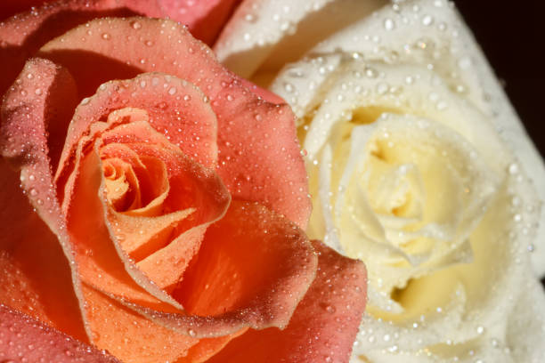 orange and cream roses with water drops on the petals stock photo