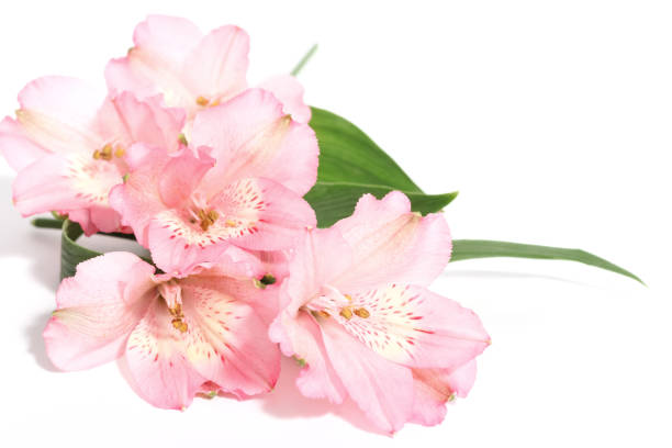 small bouquet of alstroemeria on a white background with space for text on the right