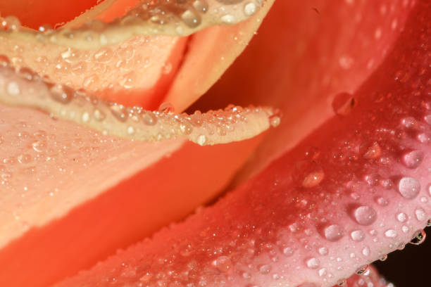 Orange rose petals with water drops stock photo