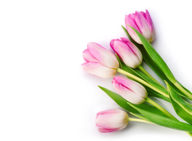 istock Bunch of purple tulips isolated on white background 643146258
