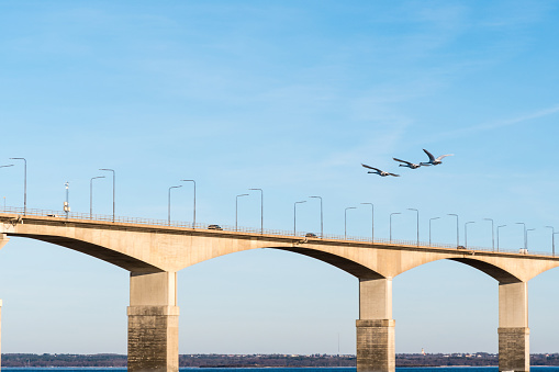 Flying swans by the bridge