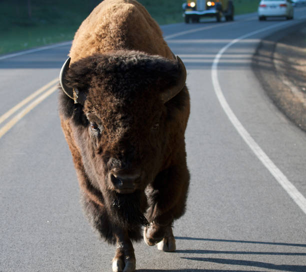 istock Large Male Bison on paved road 643153454