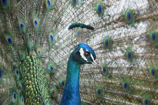 istock Peacock Bird With Beatiful Display Of Tail Feathers Spread Out 643157582