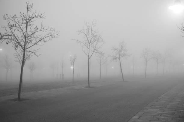 istock Foggy urban park with winter trees 643162532