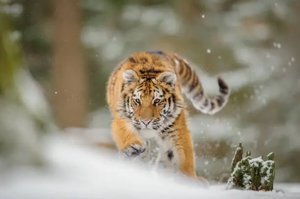 Siberian tiger from front view, runing to hunt down prey in winter on snow.