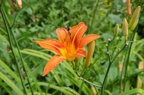 istock lily flower in the garden 643168910