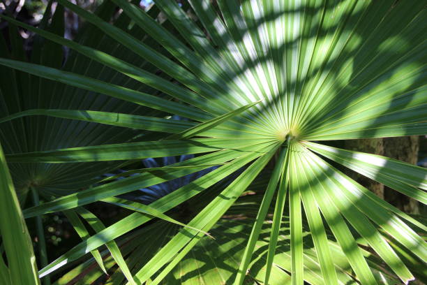 istock Cuba: Travel, vegetation, fanplant 643172444
